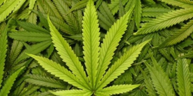 marijuana