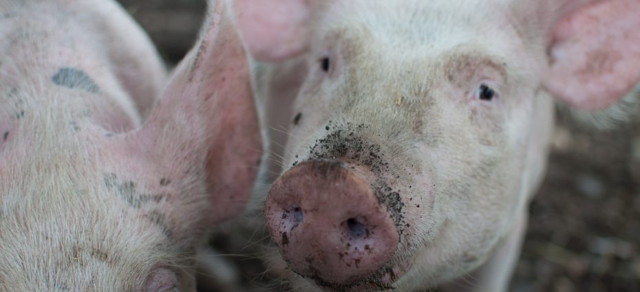 porci pesta porcina africana bulgaria borisov romania pexels