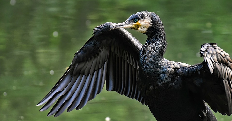 O petiţie online le cere autorităţilor din Tulcea să controleze populaţia de cormorani / Aceste păsări consumă cantități mari de pește, legea permite vânarea lor dar până acum nu s-a stabilit o cotă 