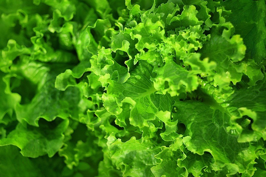 Taco Bell elimină salata verde din meniul său din SUA, după ce s-a descoperit o legătură cu un parazit care provoacă diaree explozivă