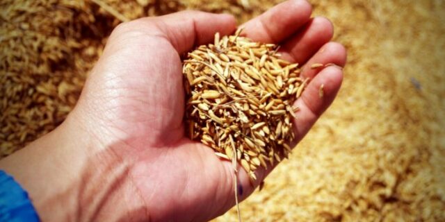 graul-mov-descoperire-industria-alimentara-linie-genetica-romania