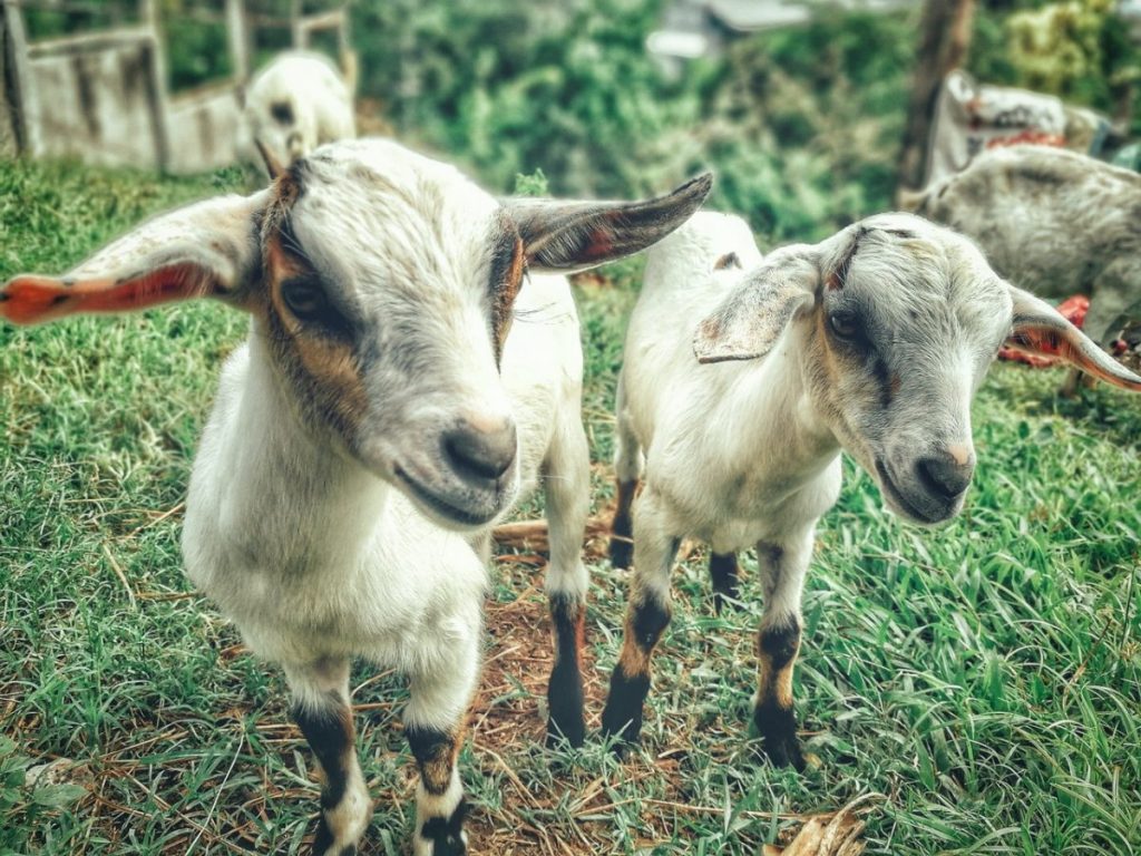 Carantină națională de 30 de zile pentru oi și capre după confirmarea Pestei Micilor Rumegătoare în Mureș / Amendă și confiscarea autovehiculelor care transportă animale fără documente sanitare
