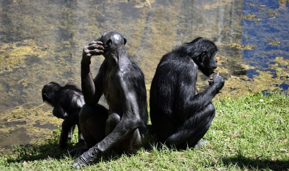 STUDIU: La primate, comportamentele homosexuale sunt străvechi / Această trăsătură are o componentă ereditară şi poate fi însoţită de un avantaj evolutiv