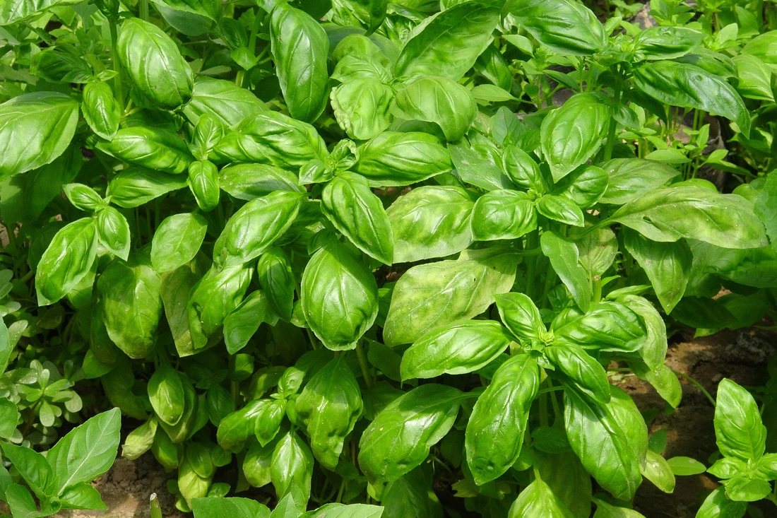 Cum faci ca busuiocul din supermarket să reziste săptămâni întregi / Sunt zeci de răsaduri de busuioc înghesuite într-un singur recipient / Trucul care îi oferă o nouă șansă