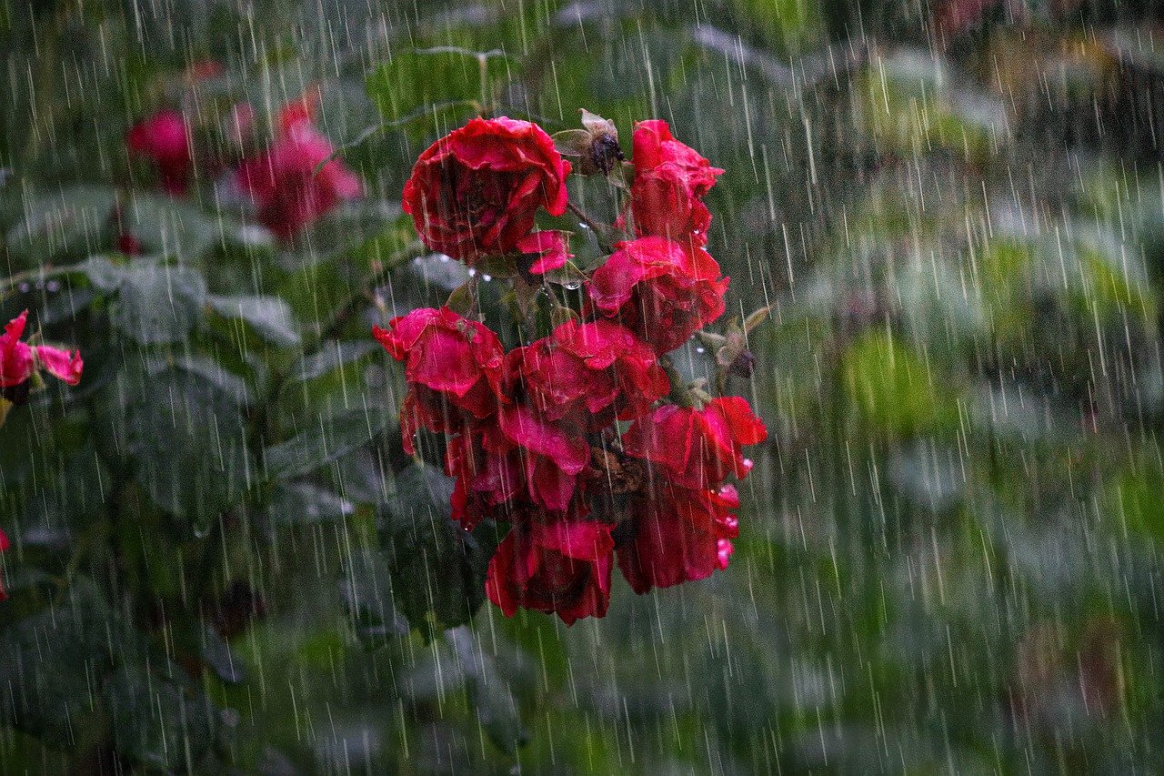 METEO: Ploi și vijelii astăzi în mai multe județe și în Capitală