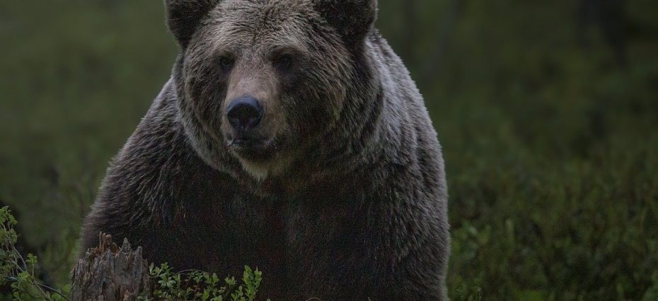 urs, ursi, animale salbatice, fauna