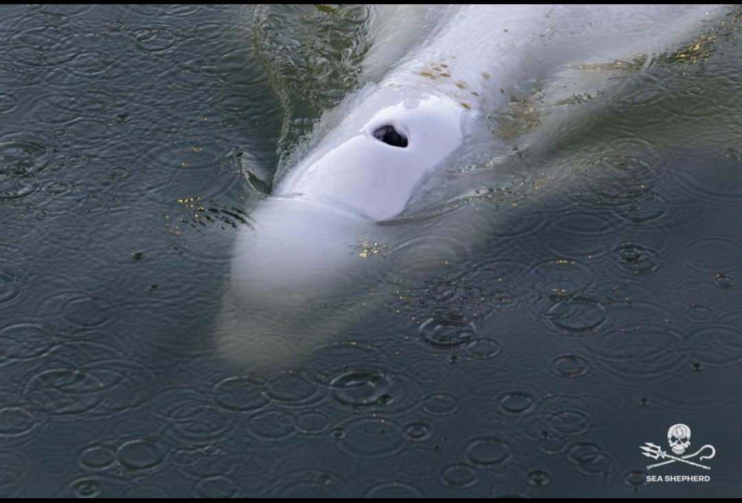„Timmy”, balena eşuată în Germania şi găsită moartă în Danemarca, era o femelă; cauza morţii, încă necunoscută