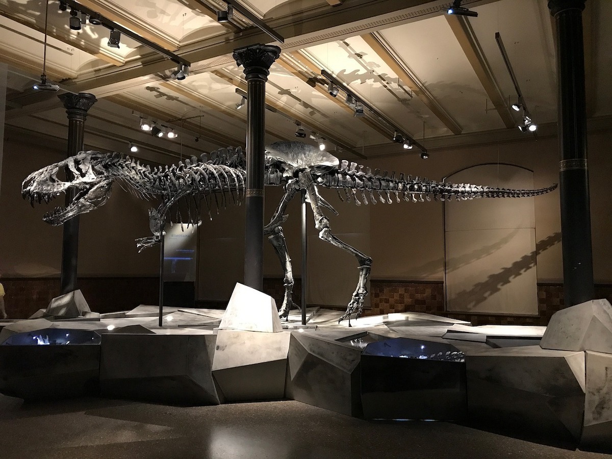 Un schelet de T-Rex, adjudecat pentru 50 de milioane de dolari la New York, un preţ-record