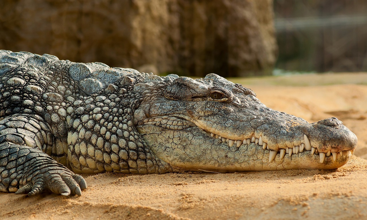 Băiat de 3 ani, rănit grav în țarcul cu crocodili la o grădină zoologică din Marea Britanie. Un bărbat a fost arestat sub tentativă de omor