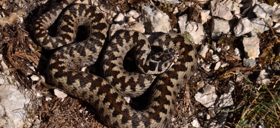 vipera berus