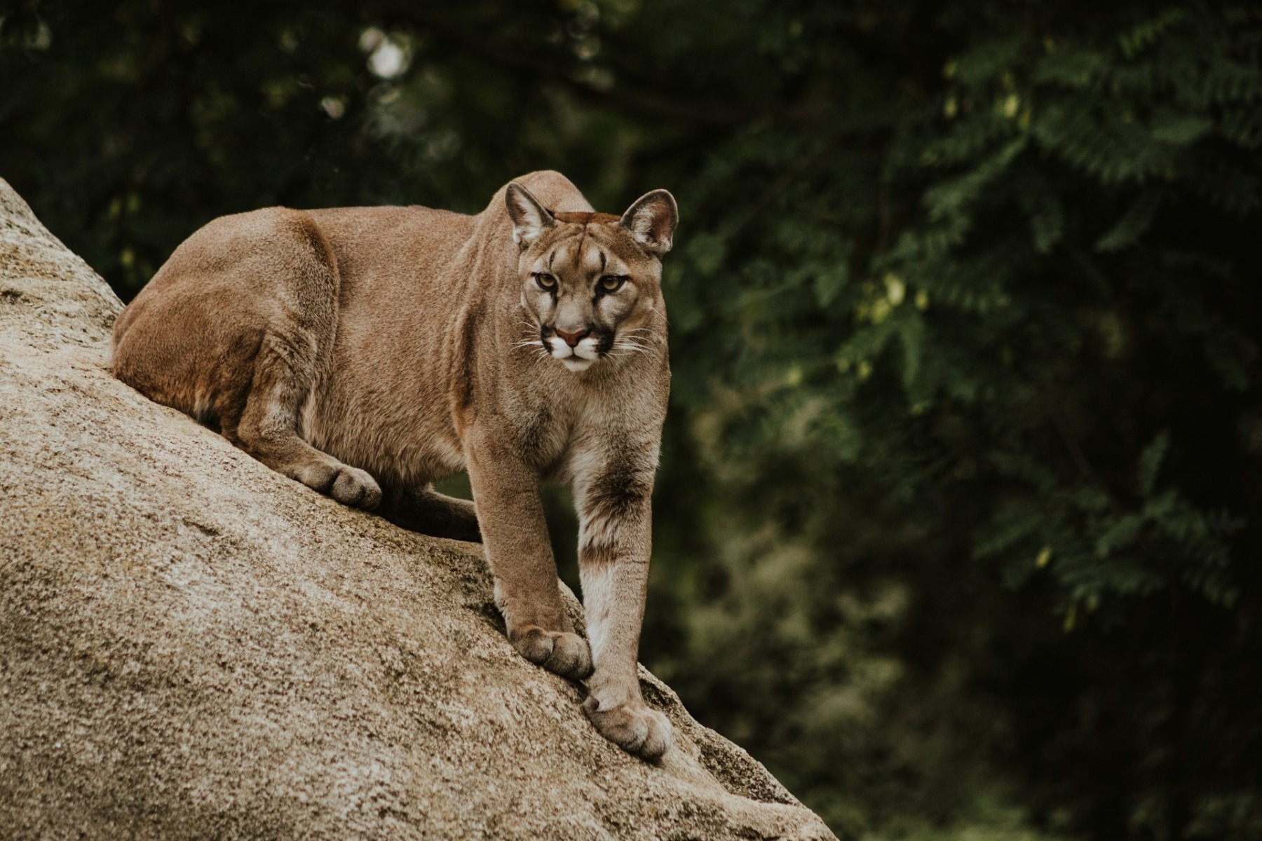 Trei pui de pumă au venit pe lume într-o grădină zoologică din Germania. Vizitatorii sunt invitați să le aleagă numele