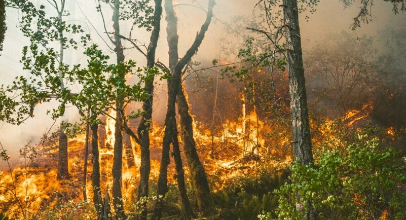 Pompierii continuă lupta împotriva incendiului din pădurea istorică Fontainebleau, de lângă Paris / Două persoane au fost arestate