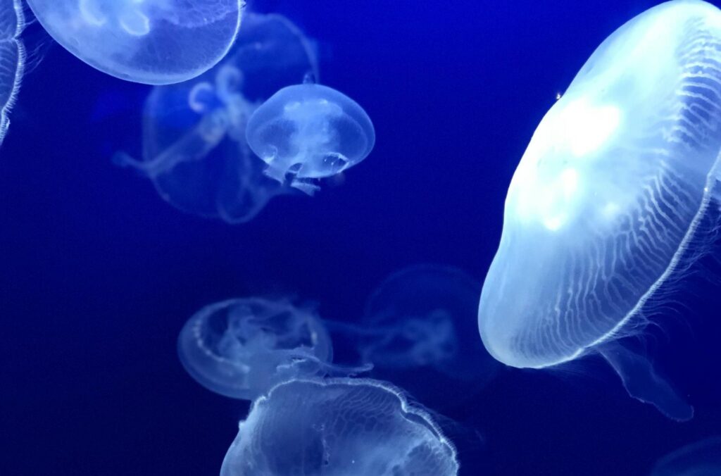 NASA a trimis 2.500 de meduze în spațiu / S-au întors 60.000 / Oamenii de știință au identificat „anomalii în bătăile inimii” și sufereau de vertij sever