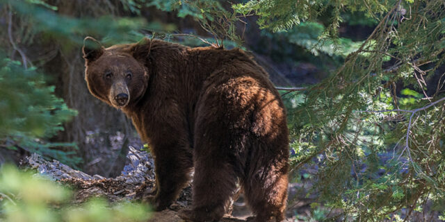 urs, gradina zoologica, ursi salbatic, ro-alert