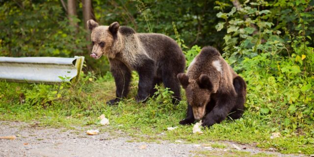 Doi urși tineri au ieșit din pădure într-o parcare de pe Transfăgărășan, în căutare de mâncare aruncată
