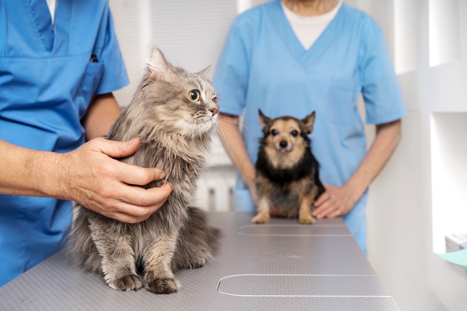 EXCLUSIV | Criză în medicina veterinară din România! Medicii ameninţă cu proteste după ce Guvernul a redus de la 10.000 de lei la 5.000 de lei sumele alocate pentru cheltuielile cabinetelor: „Animalele rămân fără tratament, vaccinări și prevenție”