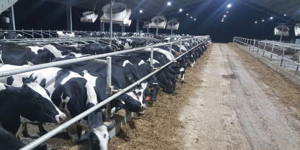 POLITICO | Schimbare de paradigmă la Bruxelles: Comisia Europeană declară zootehnia „infrastructură strategică”. Animalele de fermă devin o miză de securitate alimentară și geopolitică