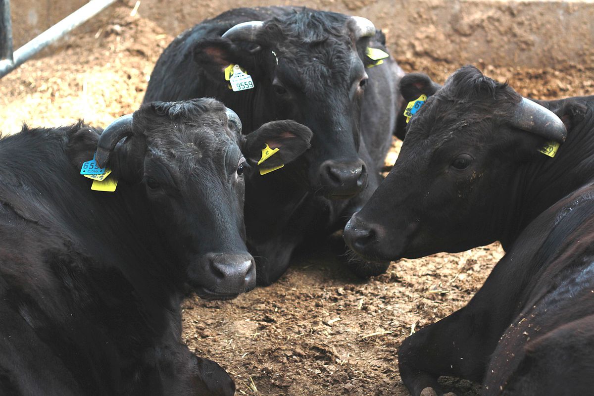 Comisia Europeană a redefinit creșterea animalelor drept „infrastructură critică”