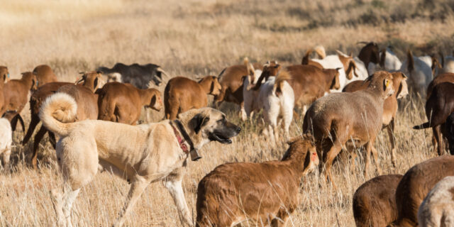 Caine Kangal