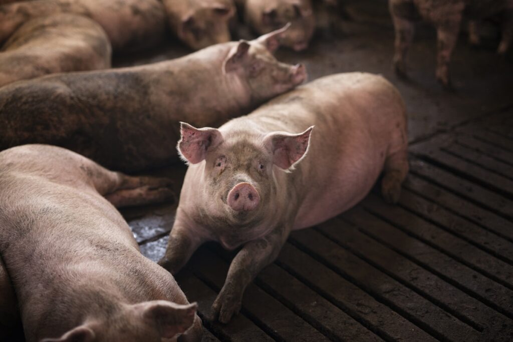 Ungaria confirmă descoperirea primului focar de pestă porcină africană la porci domestici