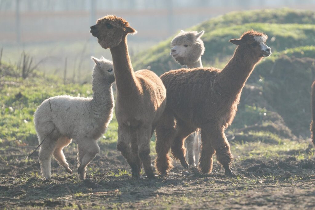 Alpaca in parcul din Craiova