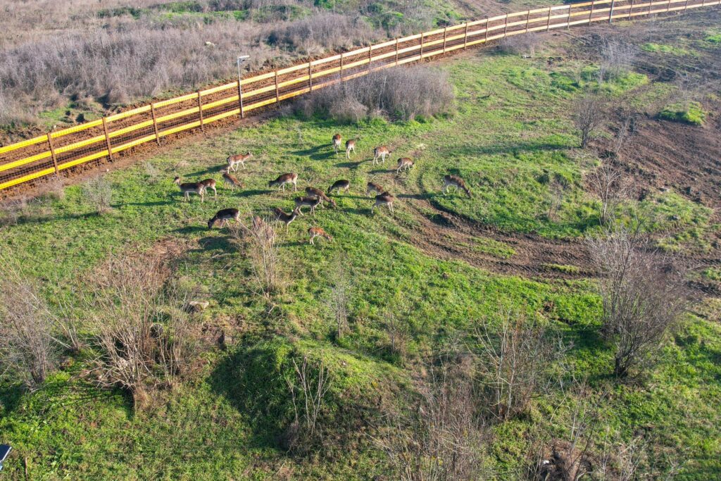 Parcul "Nicolae Romanescu"/Valea Ciutelor