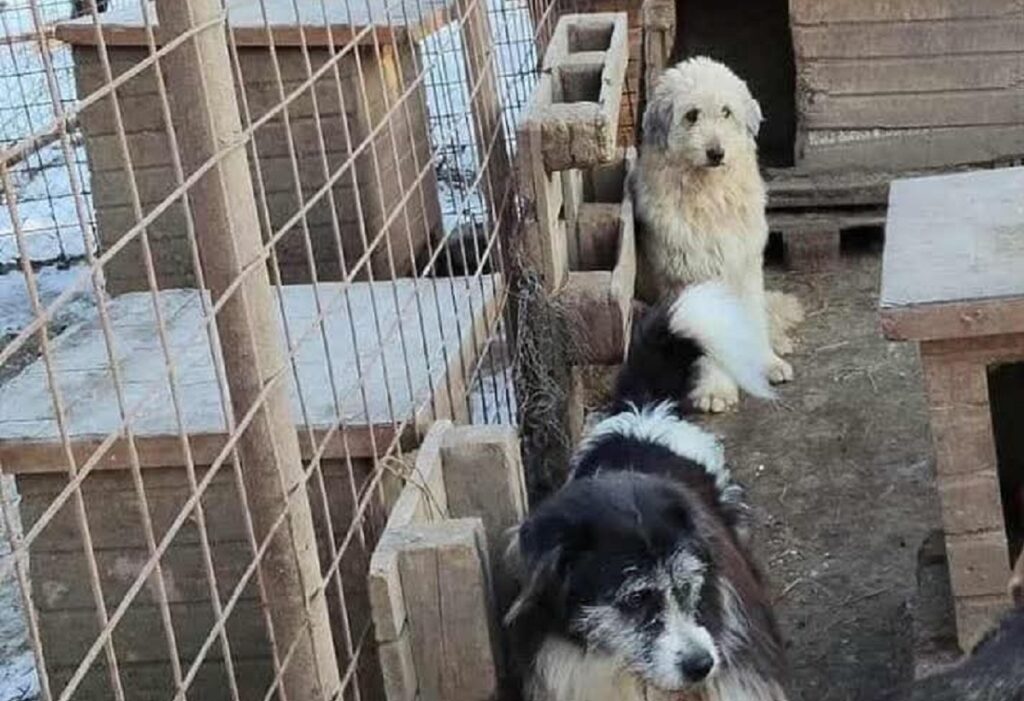 Adăpostul de câini din Târgu Cărbunești se închide. Apel emoționant al Asociației Pro Animals pentru salvarea patrupedelor: „Dacă nu pot fi adoptați, vor fi eutanasiați. Vă rugăm să le oferiți o șansă la viață” (VIDEO)