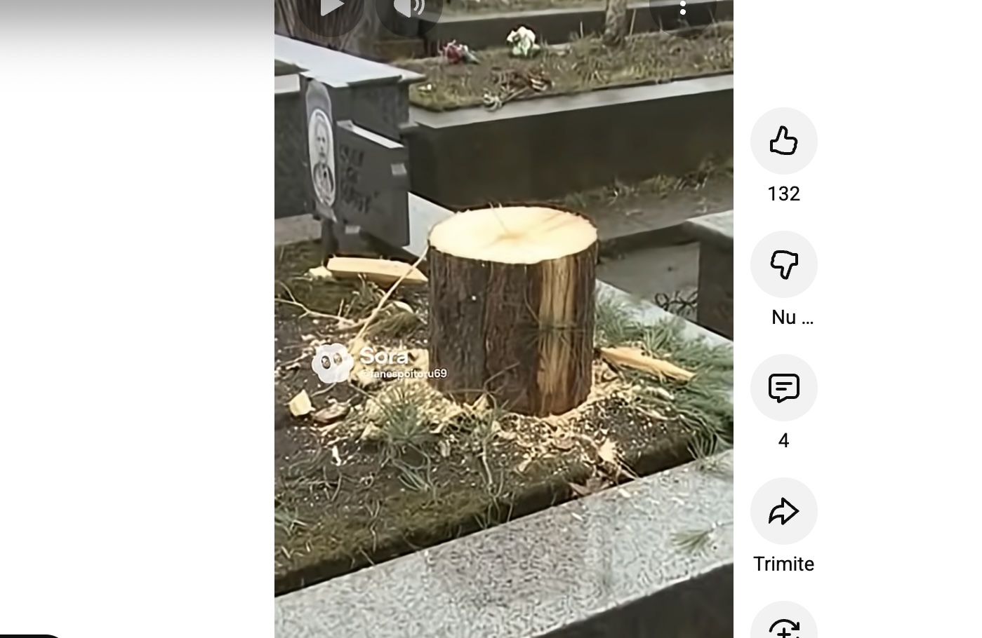 O primărie din județul Vâlcea a tăiat bradul de pe un mormânt, instalându-l împodobit la Târgul de Crăciun / O familie a reclamat furtul bradului, după ce l-a descoperit tronând în centrul orașului