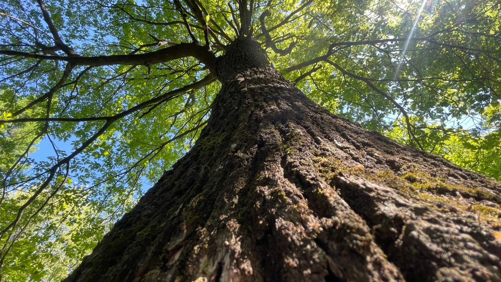 Peste 300 de arbori vor transforma Calea Văcărești din Capitală într-un coridor verde și vor reduce poluarea, zgomotul și disconfortul termic