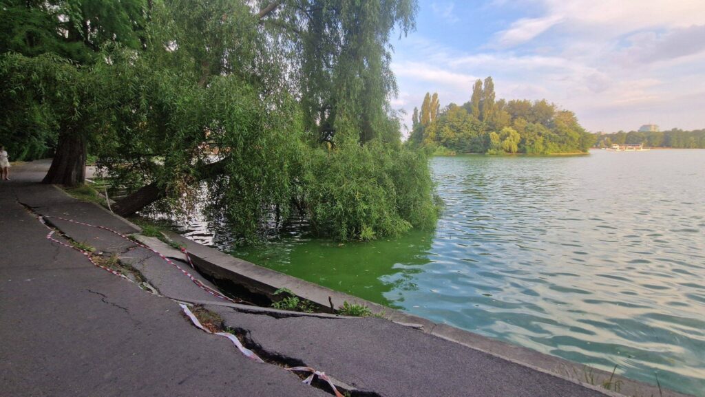 Primăria Capitalei: 103 arbori de pe malul lacului Herăstrău vor fi defrișați, în contextul lucrărilor de punere în siguranță a malurilor