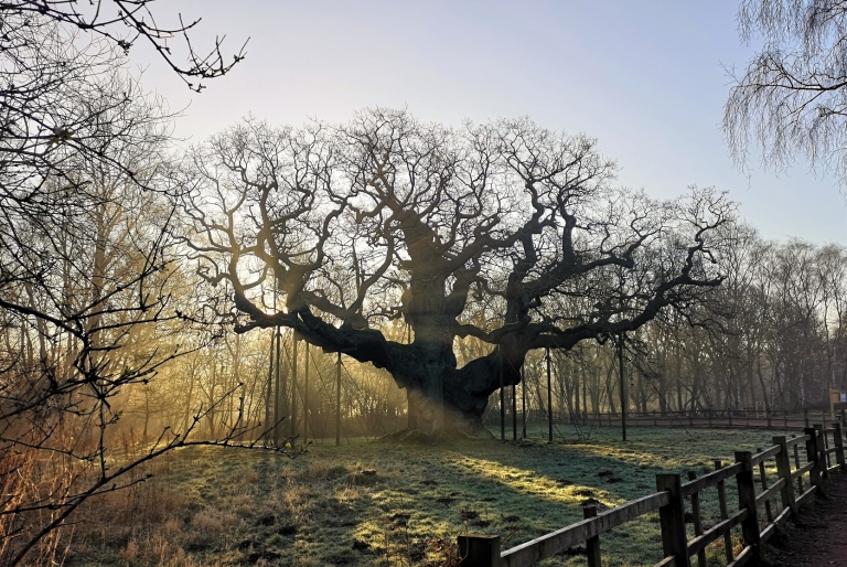 A murit stejarul care l-a ascuns pe Robin Hood / Stejarul Major (Major Oak), arborele secular din pădurea Sherwood, ar fi fost afectat de compactarea solului, provocată de fluxul uriaș de turiști