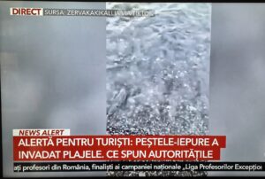 pestele iepure grecia