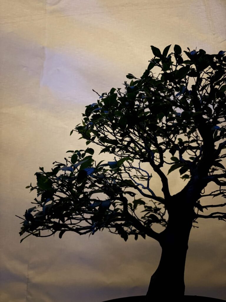 Foto Bucharest Bonsai Show/Facebook