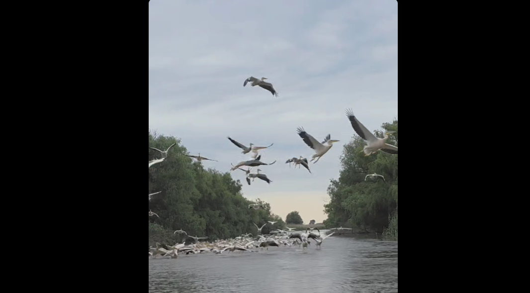 VIDEO | Pauza de respirație: Canal din Delta Dunării, „blocat” de zeci de pelicani