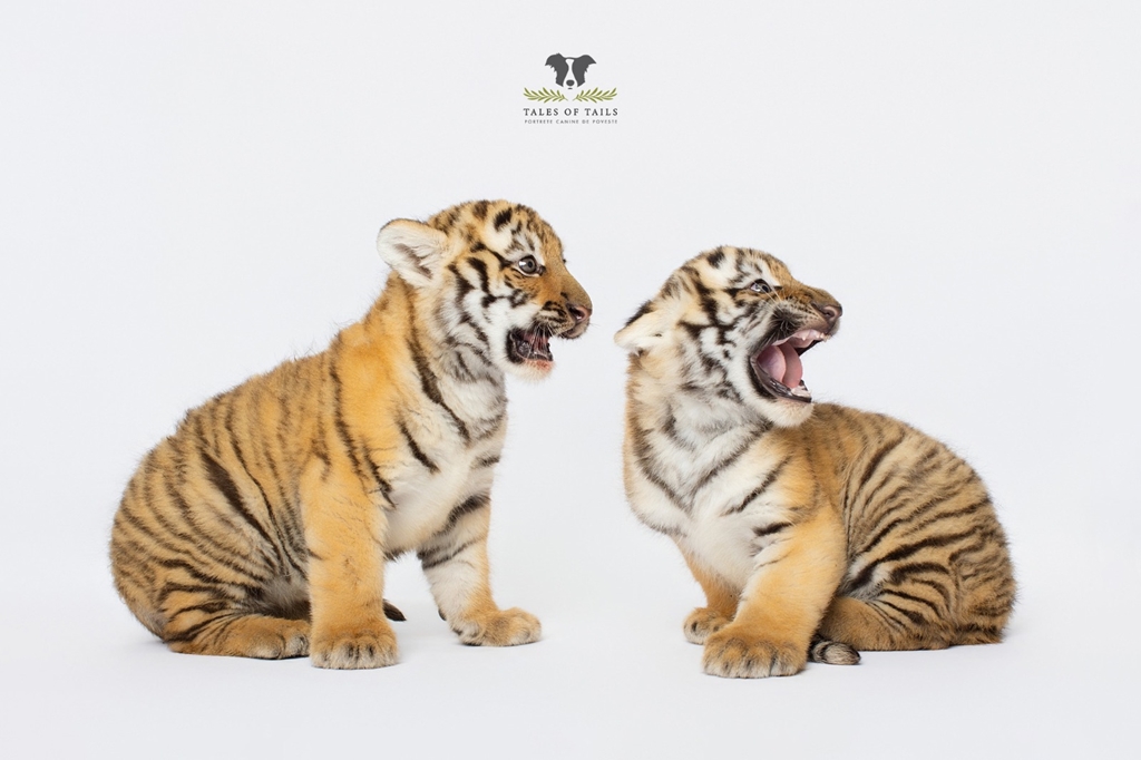 FOTO Doi pui de tigru siberian s-au născut la Zoo Oradea / Încă nu au nume / ”Le-am administrat deja primul vaccin, urmează al doilea”