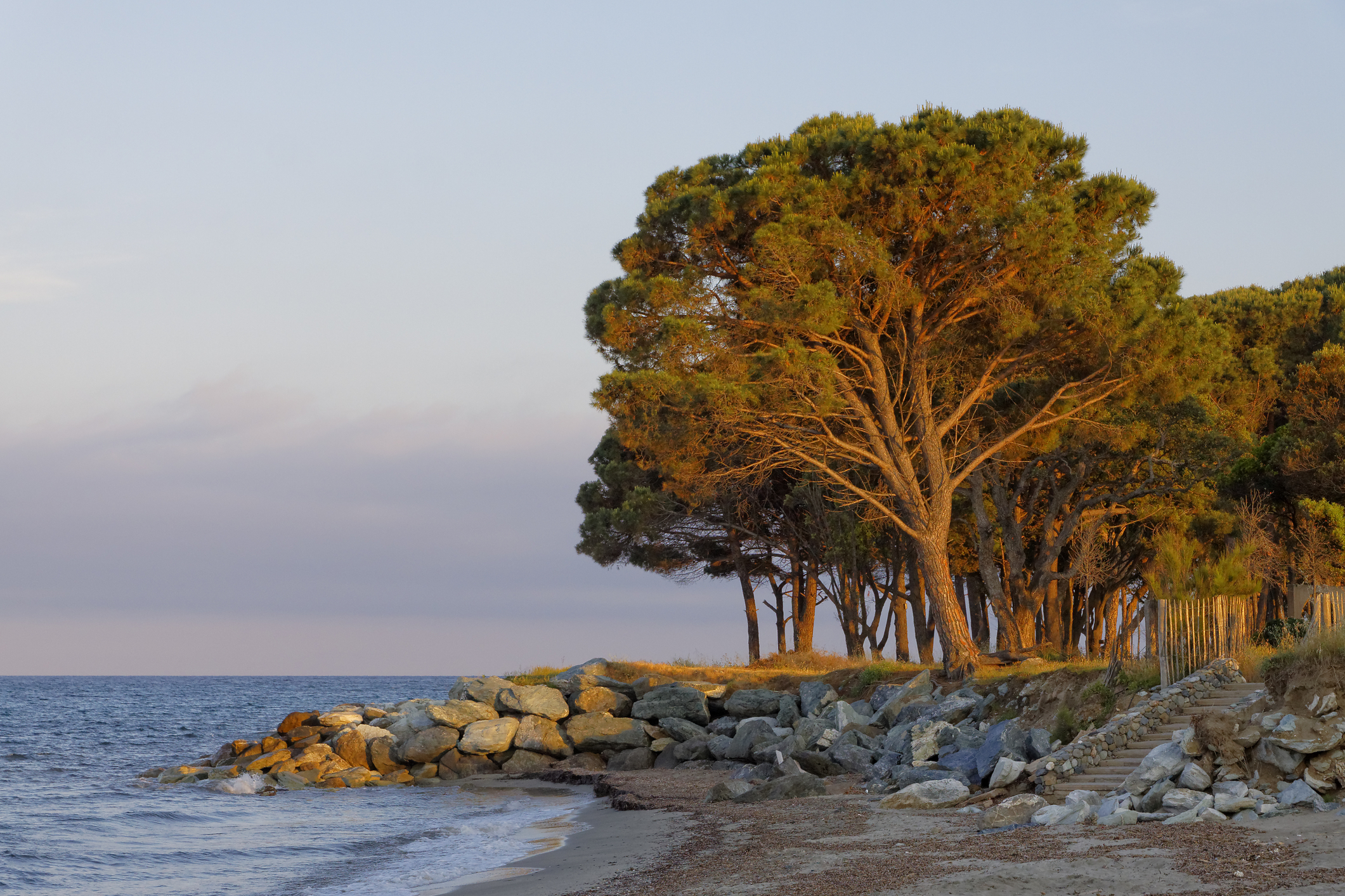 Ministerul Mediului pregătește perdele forestiere pe plajele din Mamaia–Năvodari / Proiect pilot cu pini umbrelă (Pinus pinea) și arbori adaptați litoralului pentru umbră naturală și stabilizarea nisipului