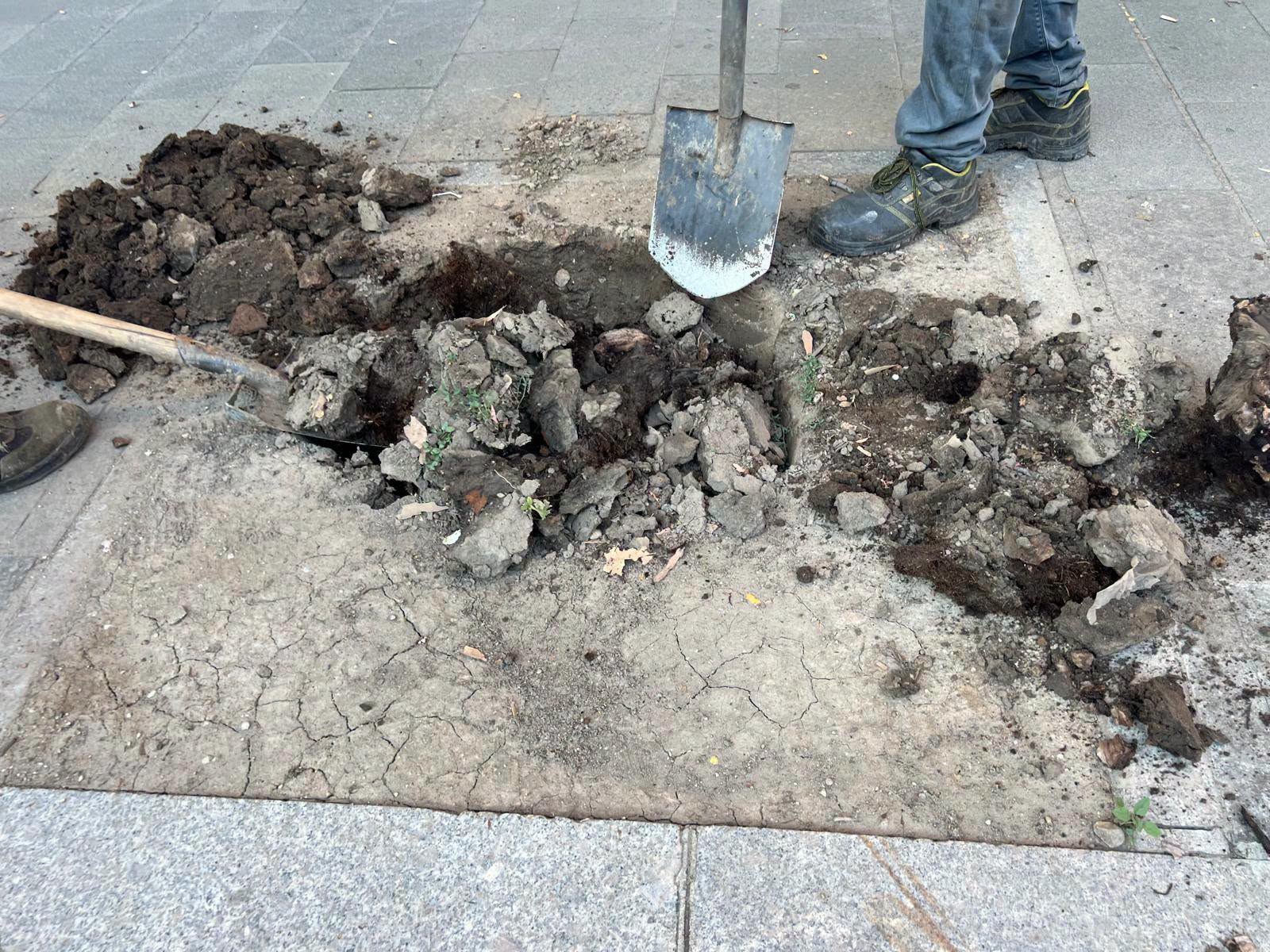 Primăria București anunță plantări pe bulevardul ”tunel auto” Magheru