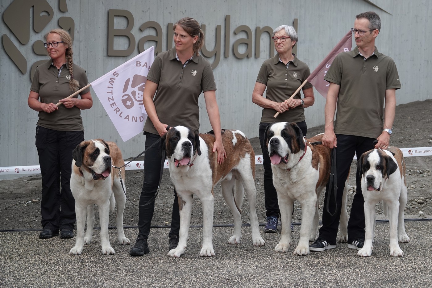 Câinii Saint Bernard continuă să patruleze Alpii elvețieni. Un muzeu unic le păstrează vie istoria și tradiția