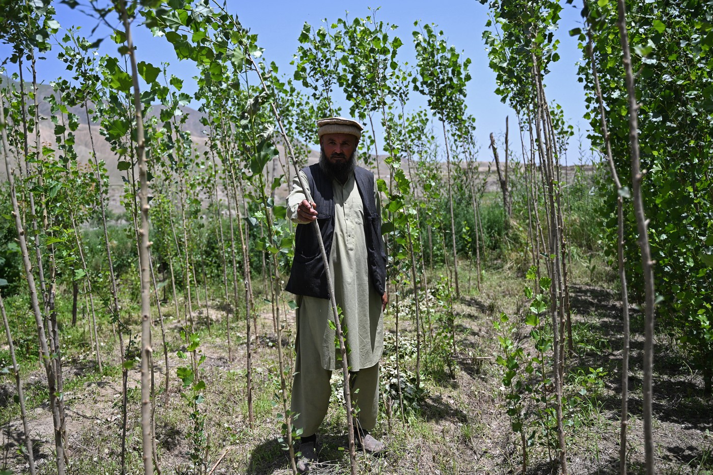 „Fuseseră devastate”: În Afganistan, pădurile renasc din cenușa războiului / Aproximativ 50% din suprafața forestieră a dispărut