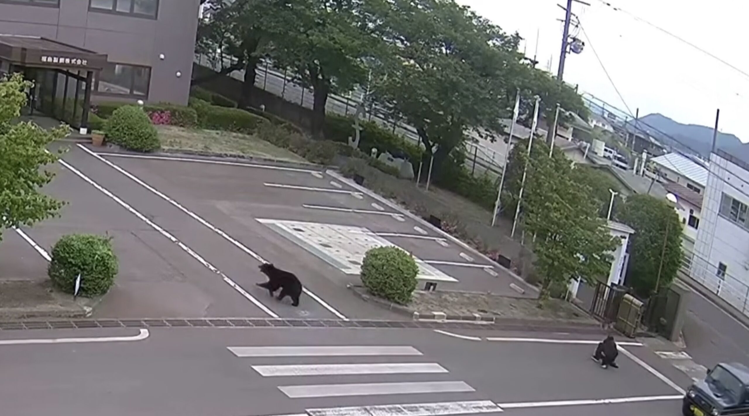 Un urs extrem de inteligent, căutat în Japonia după ce a rănit patru persoane / Animalul a descuiat singur o fereastră și a deschis un robinet pentru a bea apă