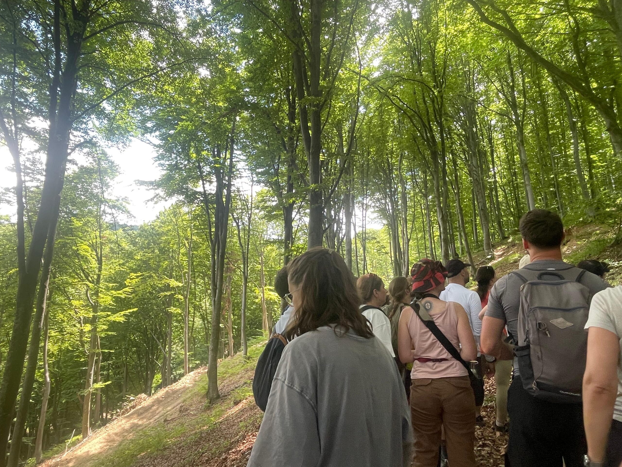 REPORTAJ | După două ore în pădurea de fag din Munții Făgăraș, nu mai privești niciun copac la fel. Lecțiile despre viața secretă a arborilor de pe Valea Moașei, spre Cabana Suru