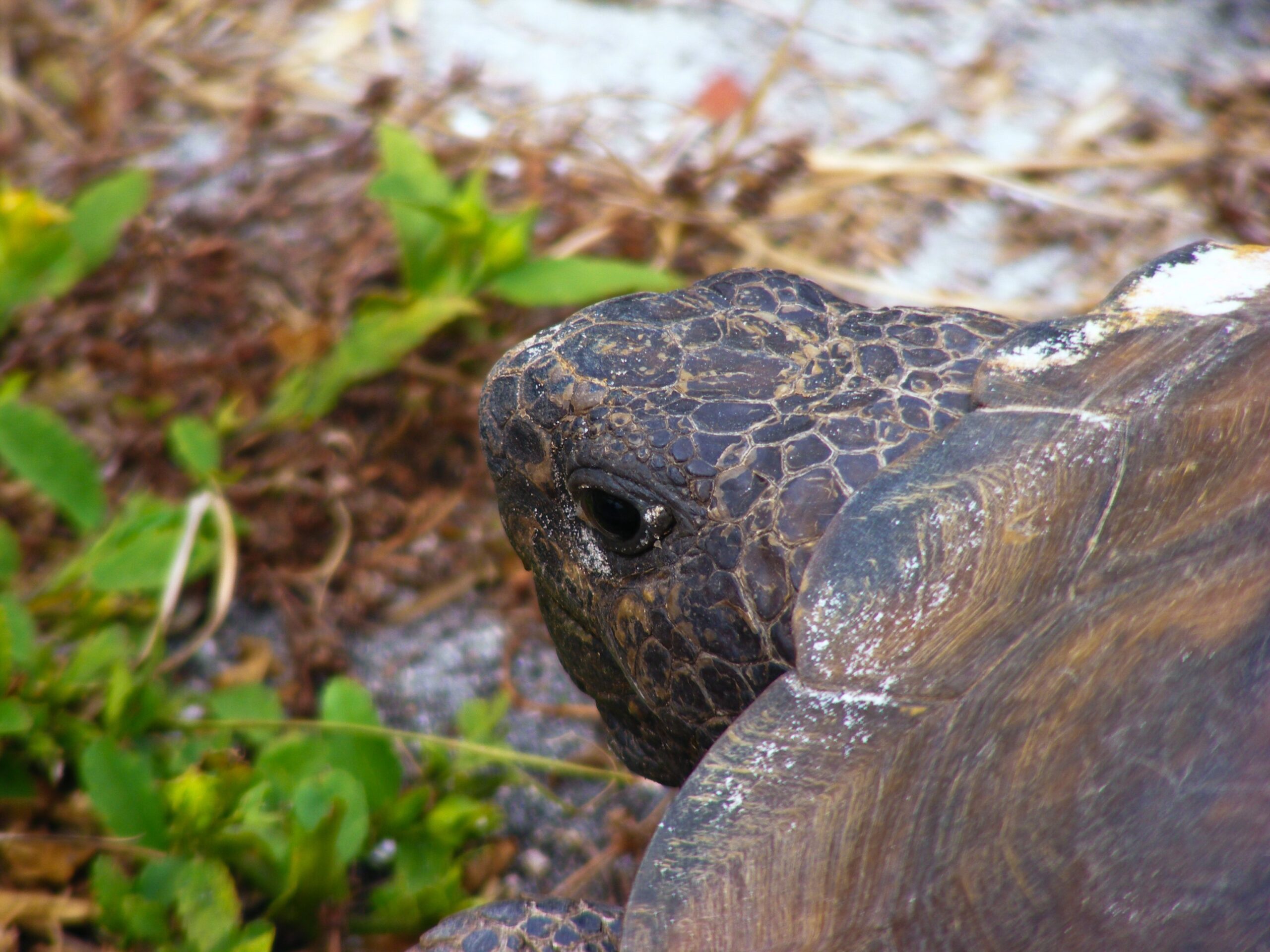 Invazie de țestoase de Florida în Parcul Natural Lunca Mureșului / ”Ecosistemul este afectat din toate punctele de vedere. Sunt specii care iau locul speciilor autohtone”