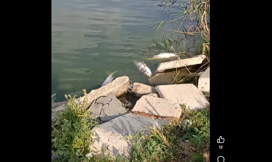 VIDEO | Pești morți în Lacul Corbu: Administratorul acuză compania de apă de poluare din cauza deversărilor / Apele Române a trimis un echipaj în control: ”Intuim o scădere a oxigenului din cauza caniculei”