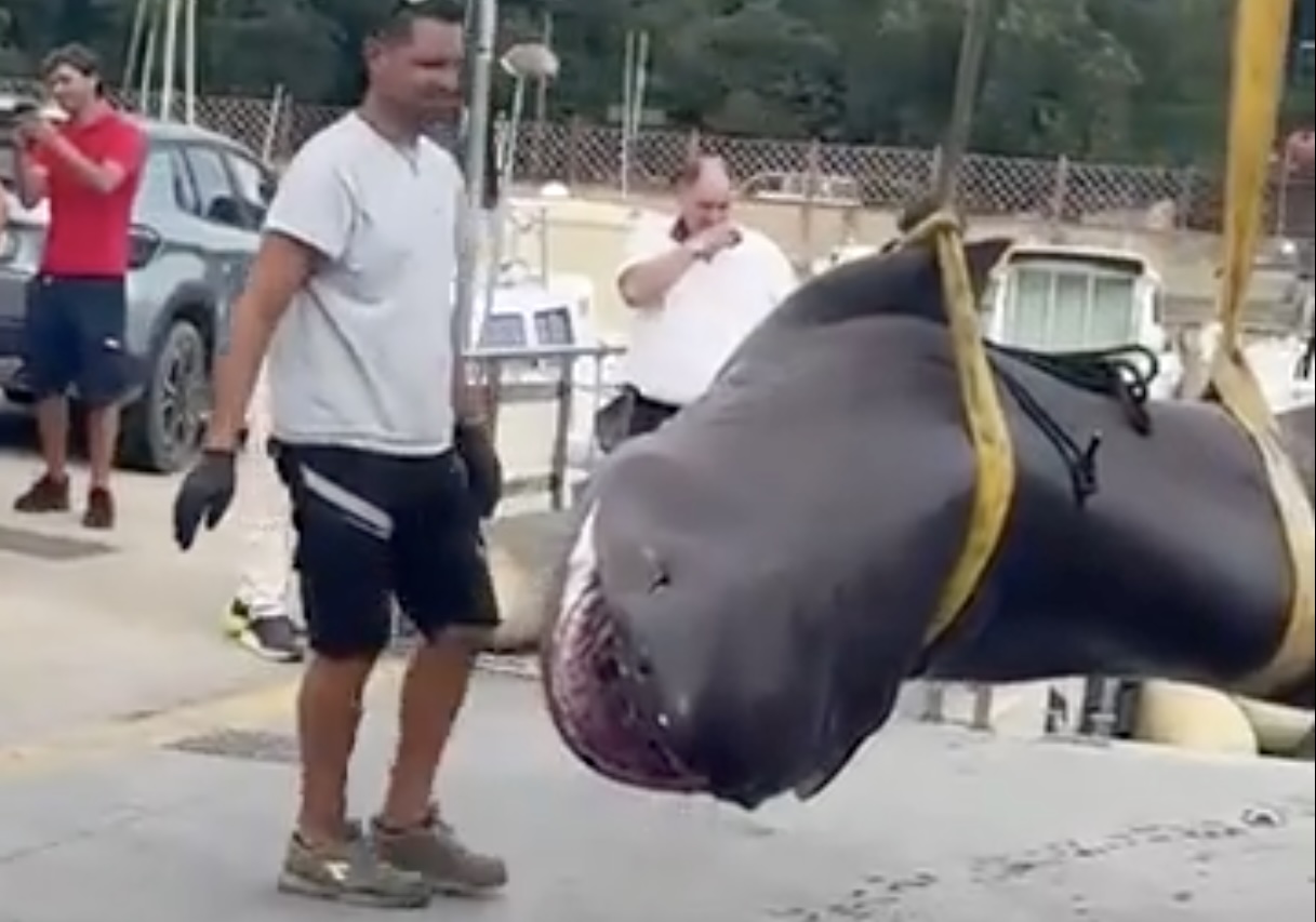 Descoperire spectaculoasă în Toscana: Rechin de 4 metri, găsit de turiști pe o plajă din Follonica / Aparițiile acestei specii în Marea Mediterană e extrem de rară