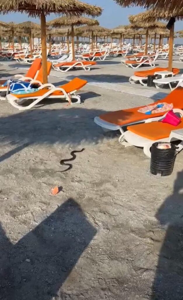 sarpe pe plaja in Venus