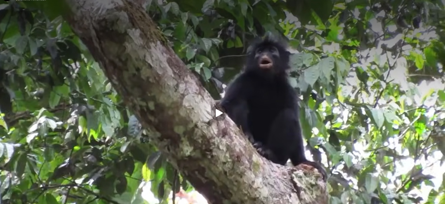O nouă specie de maimuță, cu buze portocalii și fața neagră, descoperită în pădurile din Congo