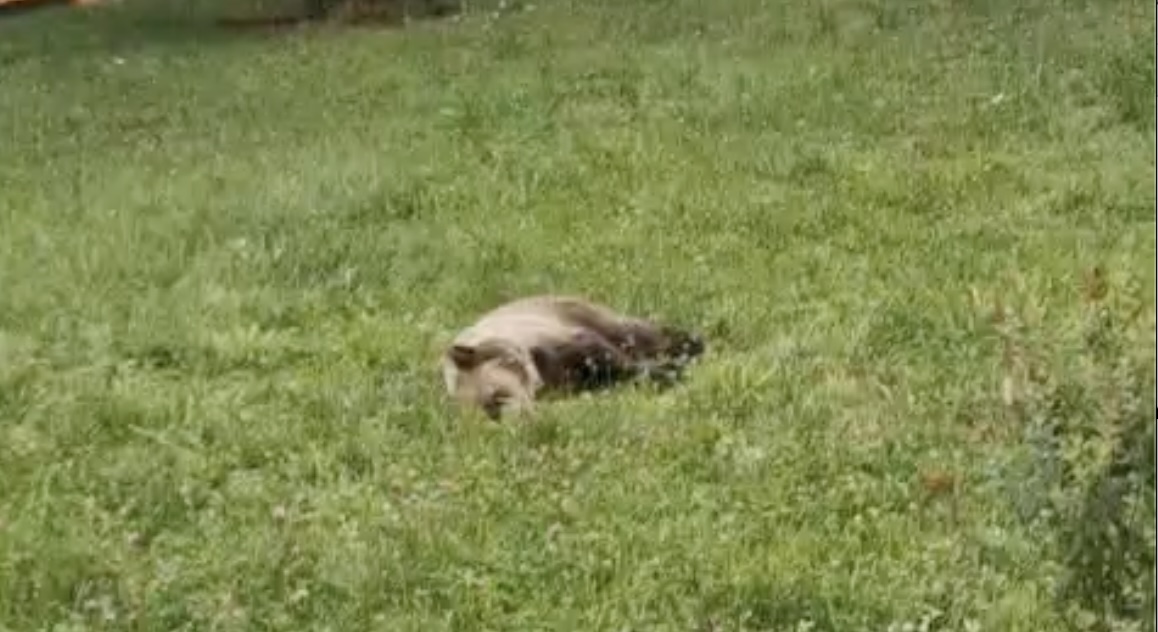 VIDEO Un urs a fost gonit două ore prin centrul Sibiului / A fost capturat în curtea Colegiului Pedagogic