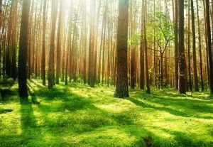 padure sursa apepaduri.gov.ro