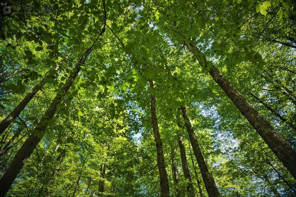 Primul contract de impadurire din PNRR, semnat la Scornicesti: aproape 83 de hectare