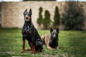 dobermani caini catei animale protectia animalelor